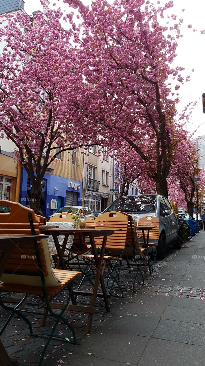 Kirschblüten in Bonn April