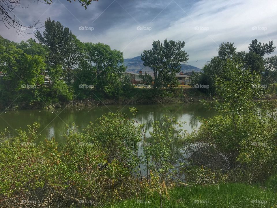 Pond 