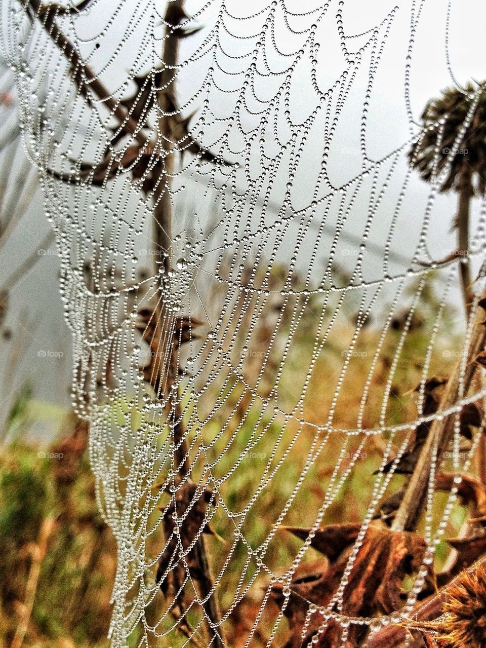 Water drop on spider web