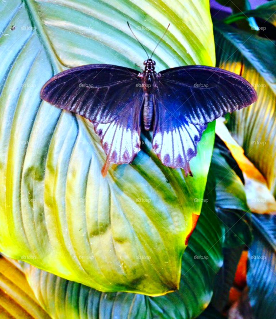 Butterfly. Butterfly on a leaf