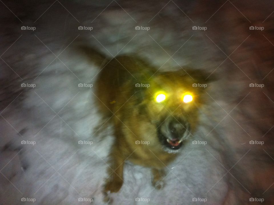 My dog seems possessed ahah