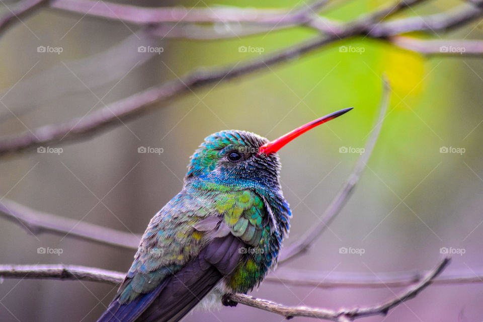 A colorful hummingbird momentarily perched on a tree.