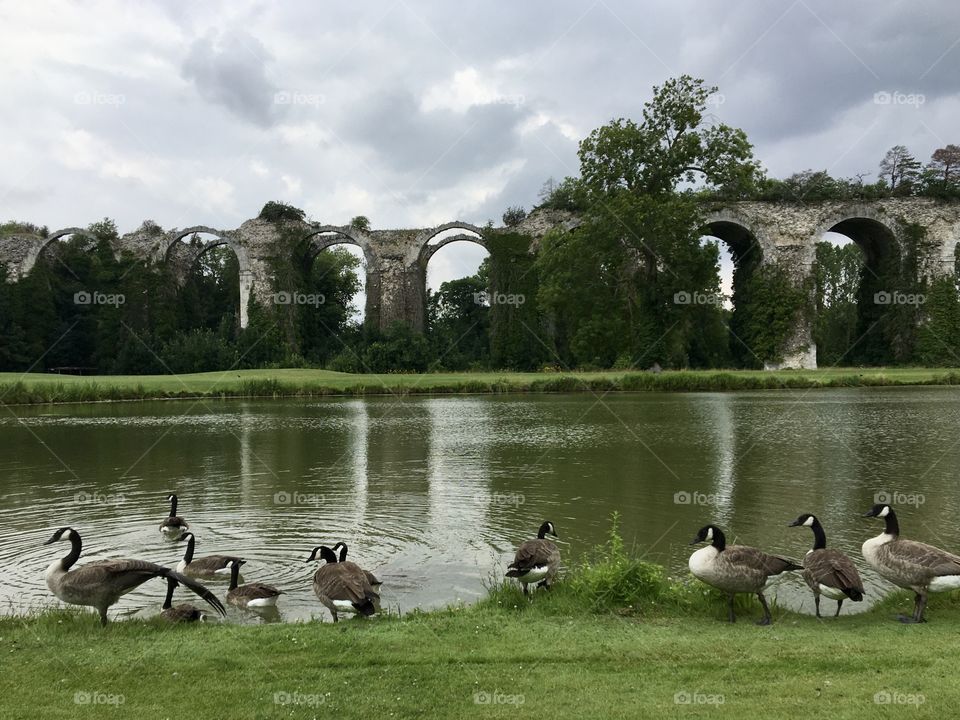 Ducks by a pond near an old aqueduct