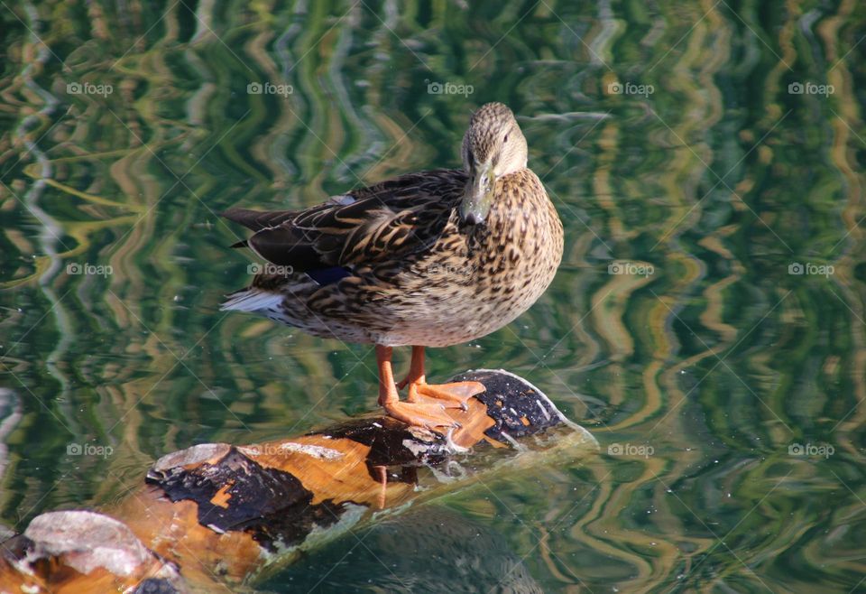Female Mallard Duck on Log