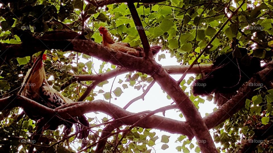 hens roosting on trees