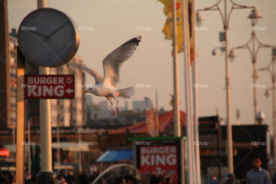 Requesting fly by for burger king. Seagul flying low over the boulevard