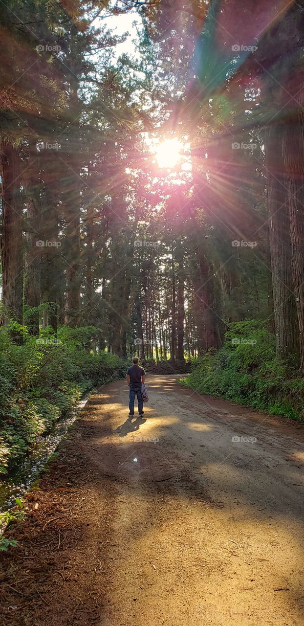 Walking in  the forest