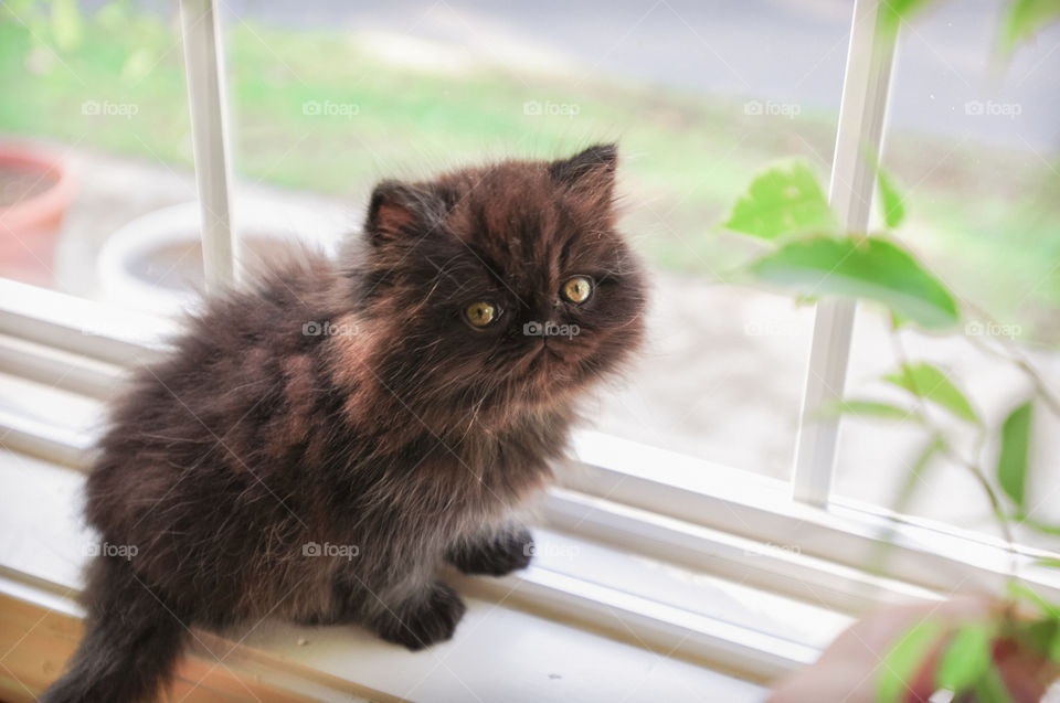 Black Persian Kitten on a Window Sill