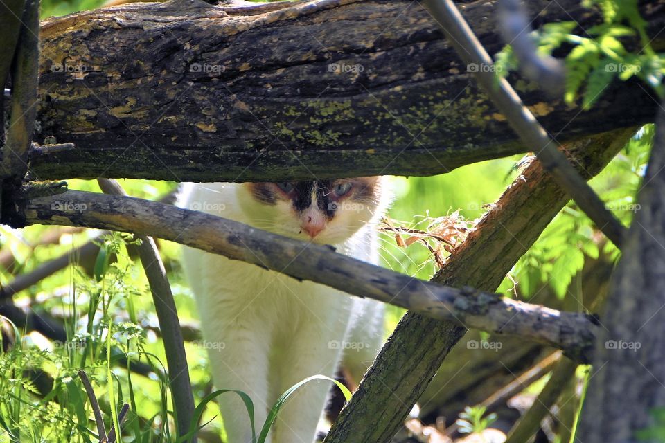 Stray cat hiding behind the log 