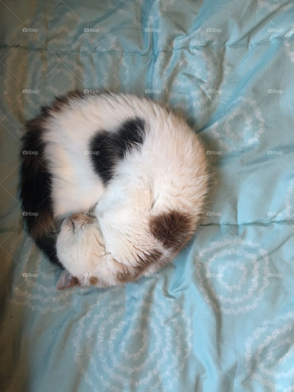 Kitty love ball