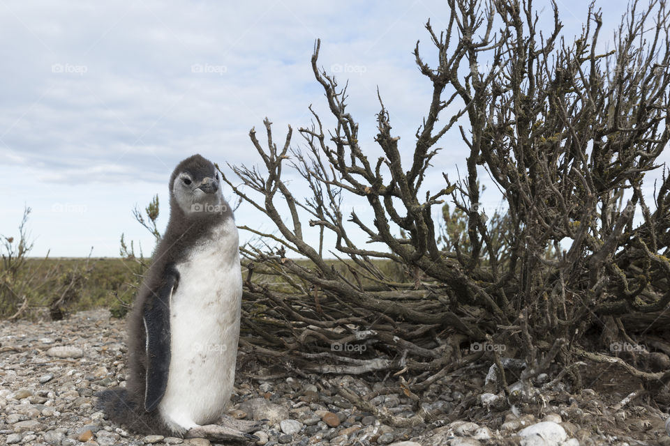 Pinguenera Faro Cabo Virgenes.