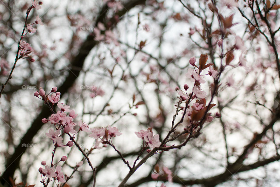 Cherry tree in bloom