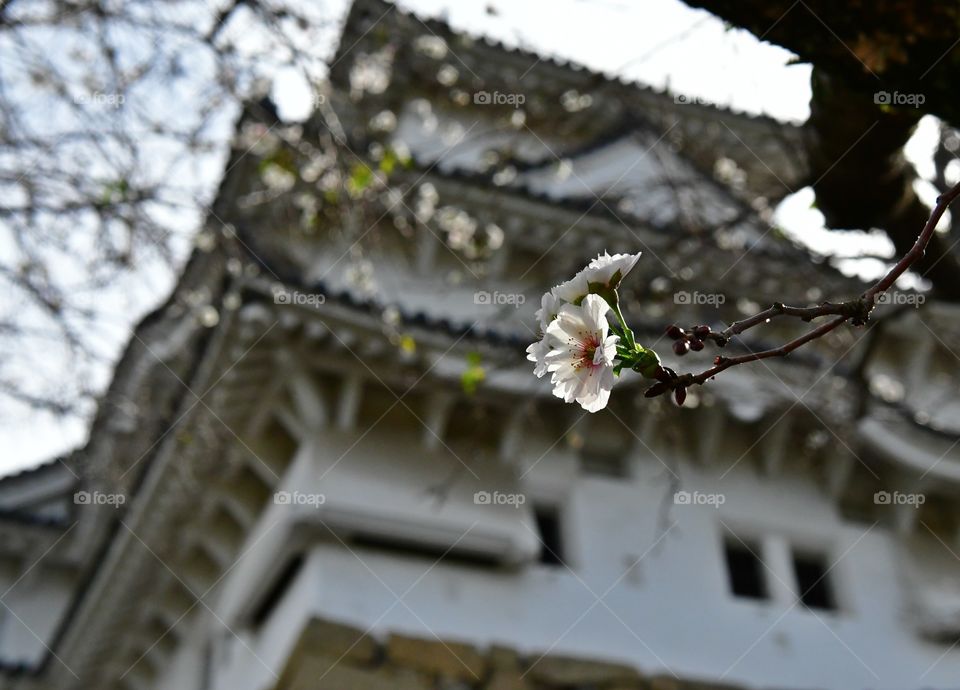 Japanese castle and cherry blossom