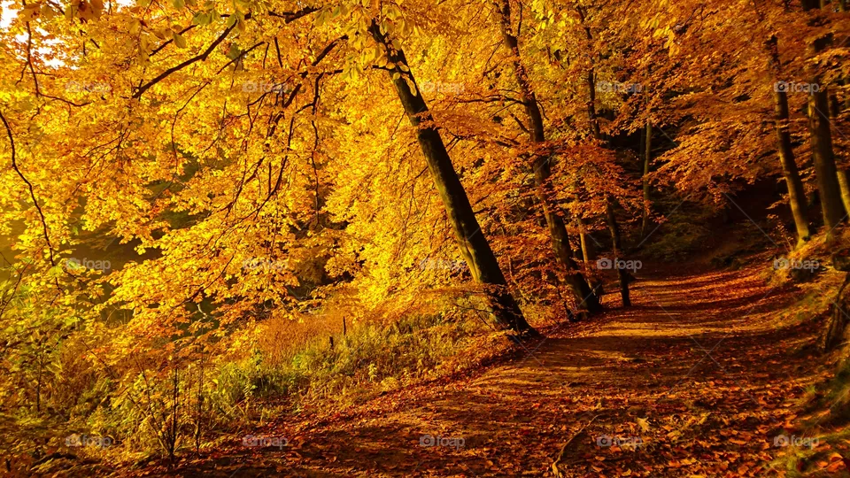 Autumn