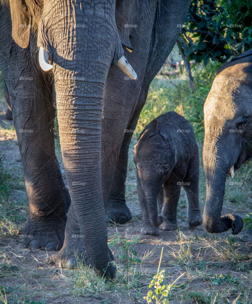 Elephants 