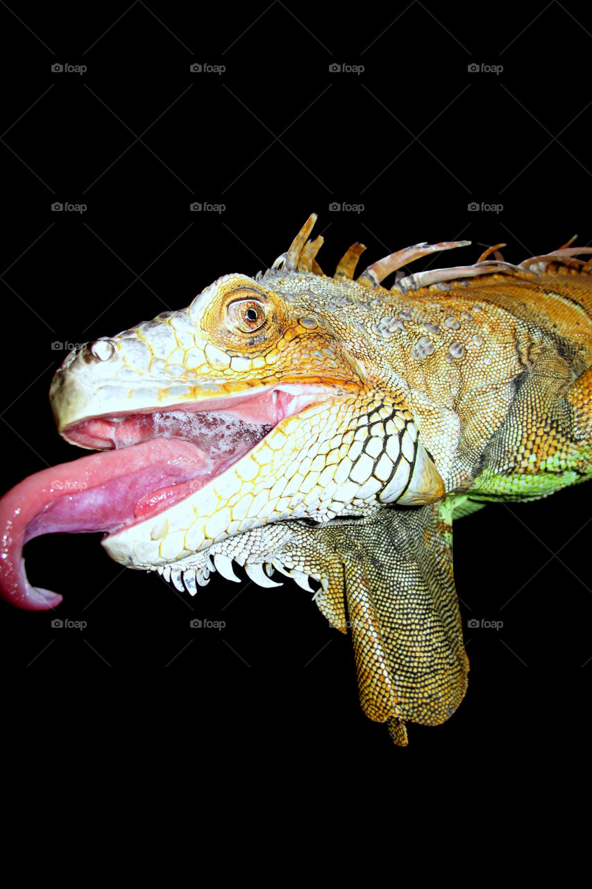 Fun animals and pets