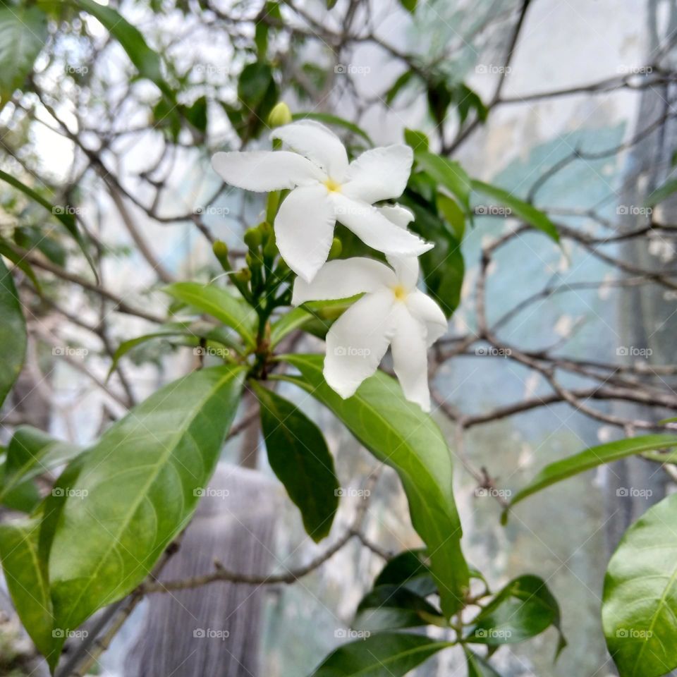 White flower on the park