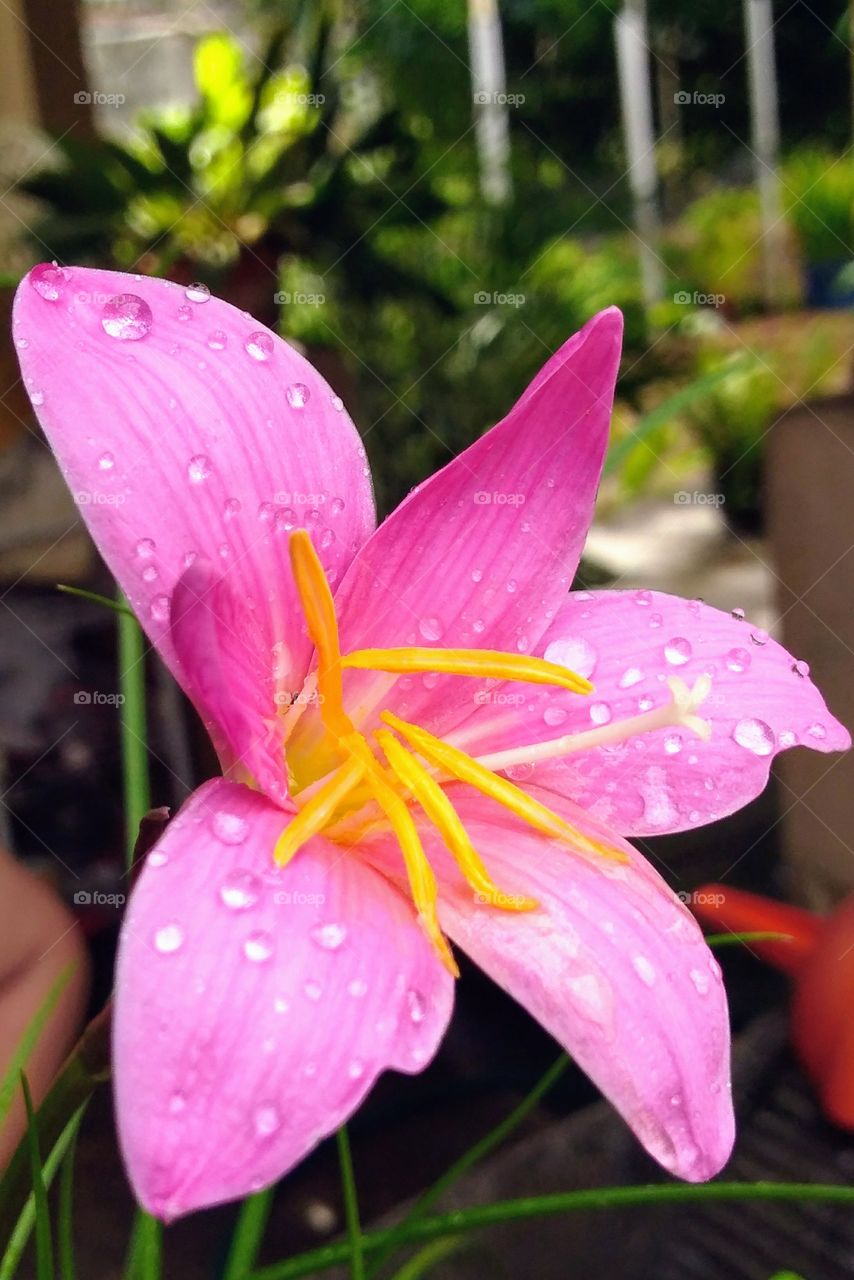 lirio con gotas de lluvia