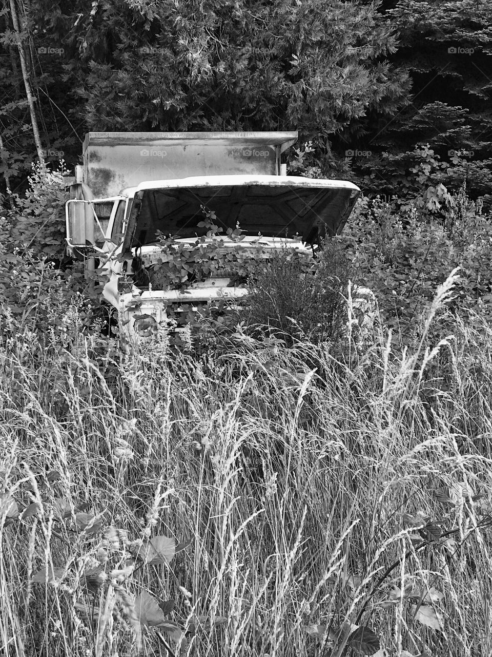 An old abandoned truck lost in time being overgrown by the forest 