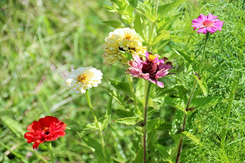 Colorful Flowers