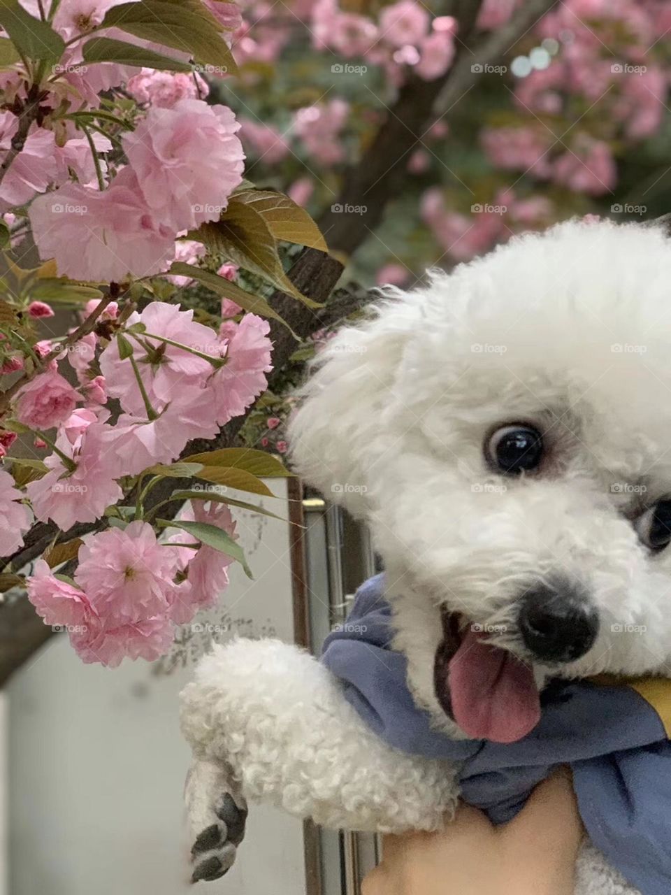 Dog:Wow, beautiful flower 