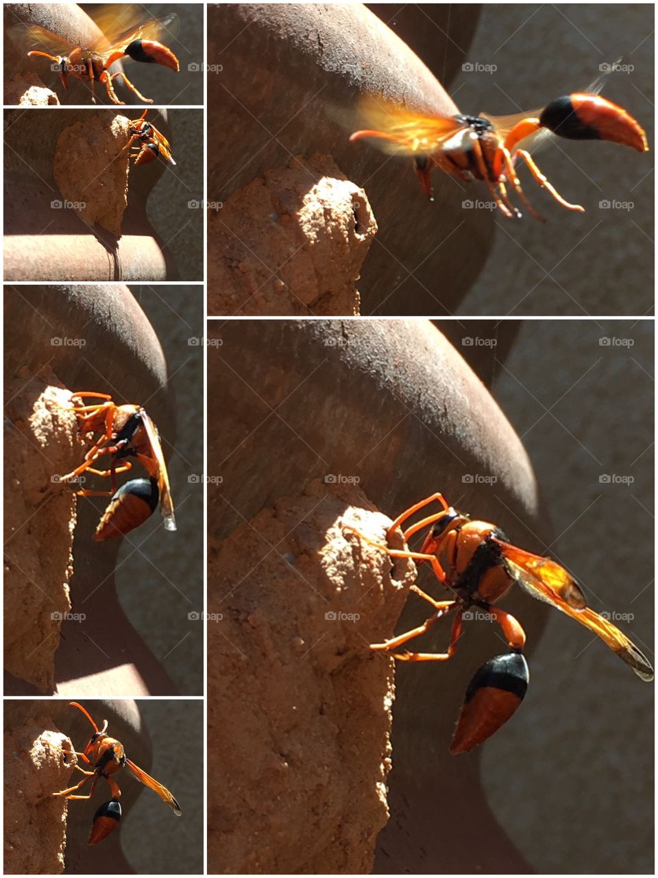 Collage of mud dauber wasp at mud nest. The mud dauber catches and paralyses spiders, feeds them to the larvae, who eat them, grow, and exit the nest when fully adult