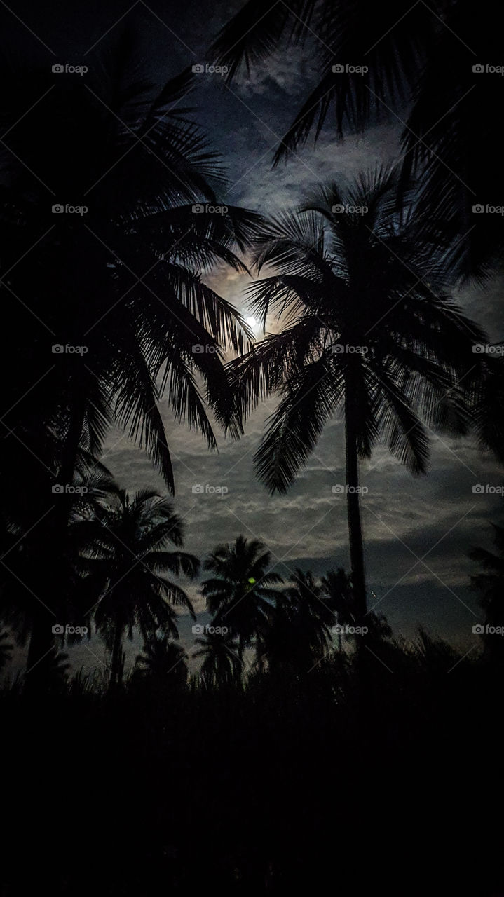 night sky. check my bio