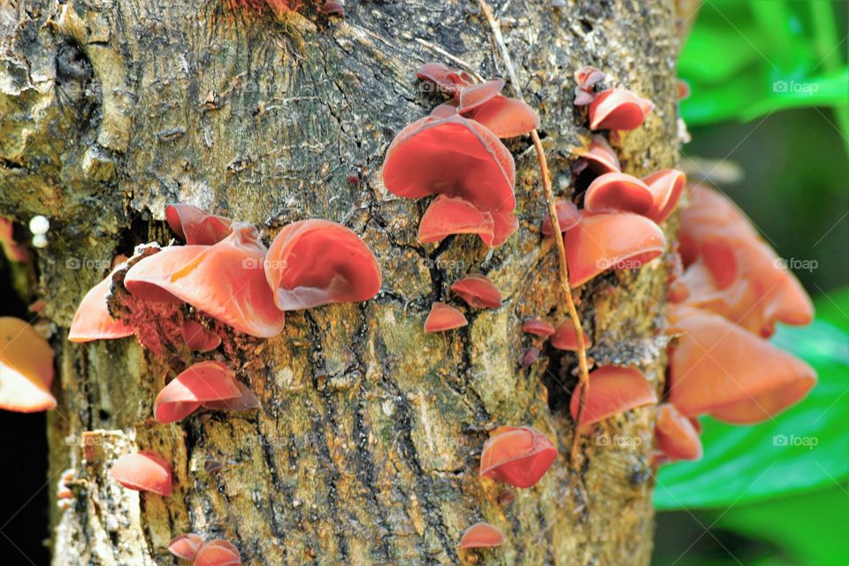 Wild mushrooms on the tree/Cogumelos silvestres na árvore.