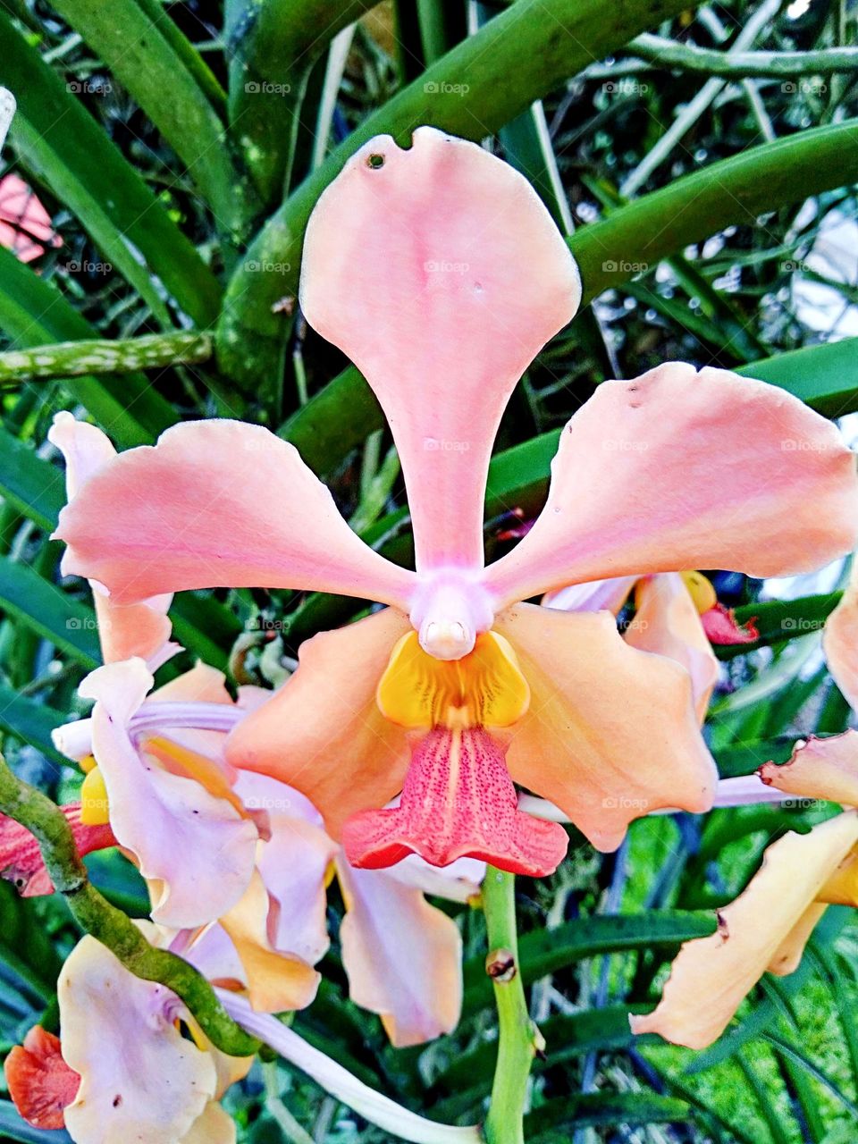 A stunning Vanda orchid, elegantly blooming flora!