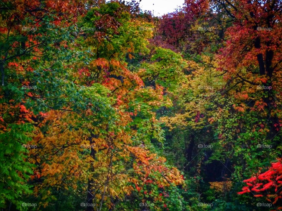 Beautiful autumn leaves. Fall