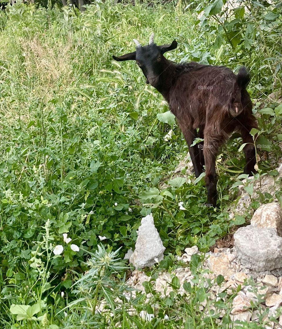 Black goat 🐐