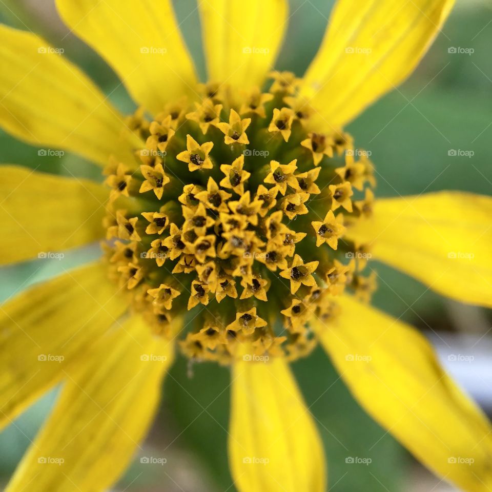 Macro of yellow flower