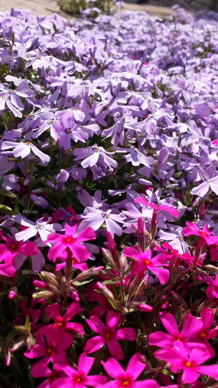 Creeping Phlox