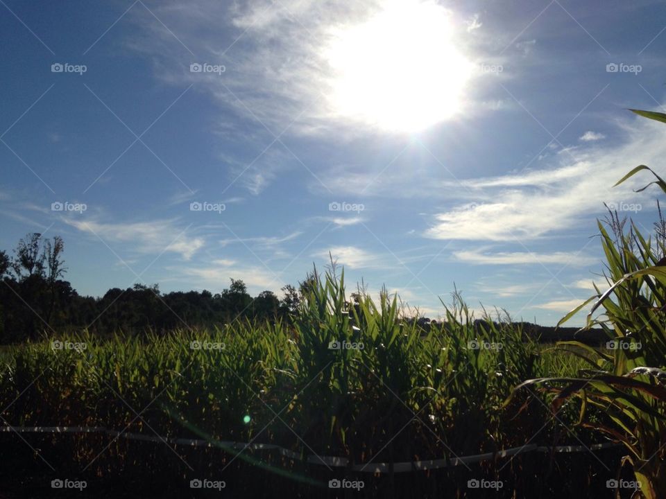 Corn maze 