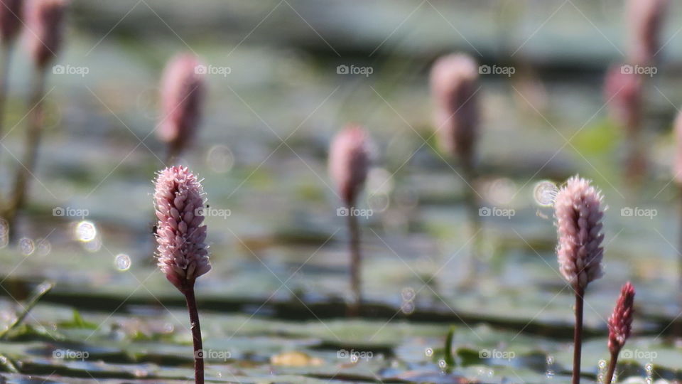 Water flowers