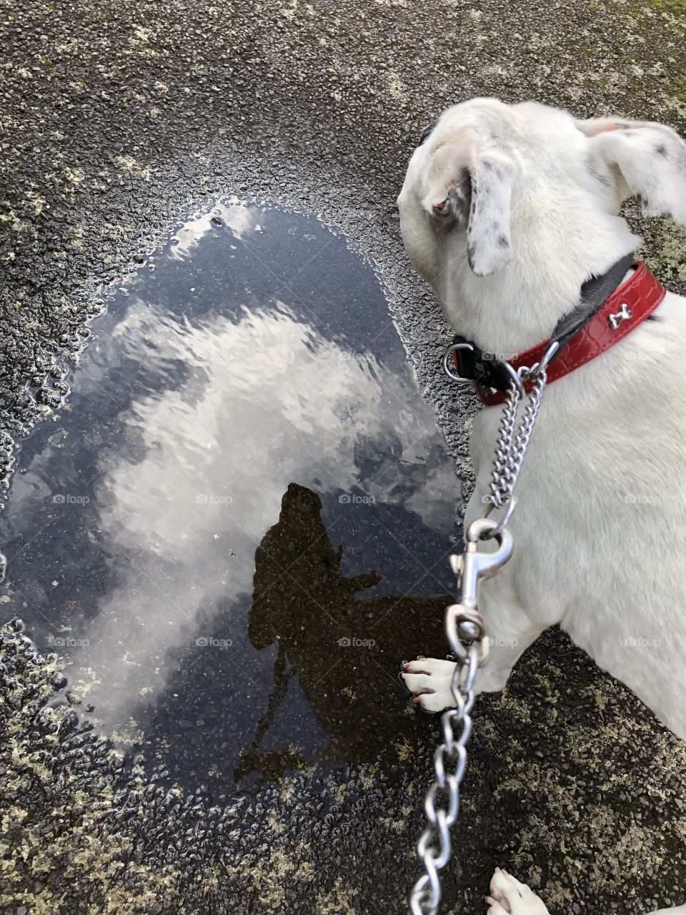 Autumn ‘ reflecting the sky and dog in the rain puddle 