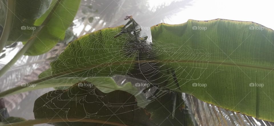 Spider Net in the winter