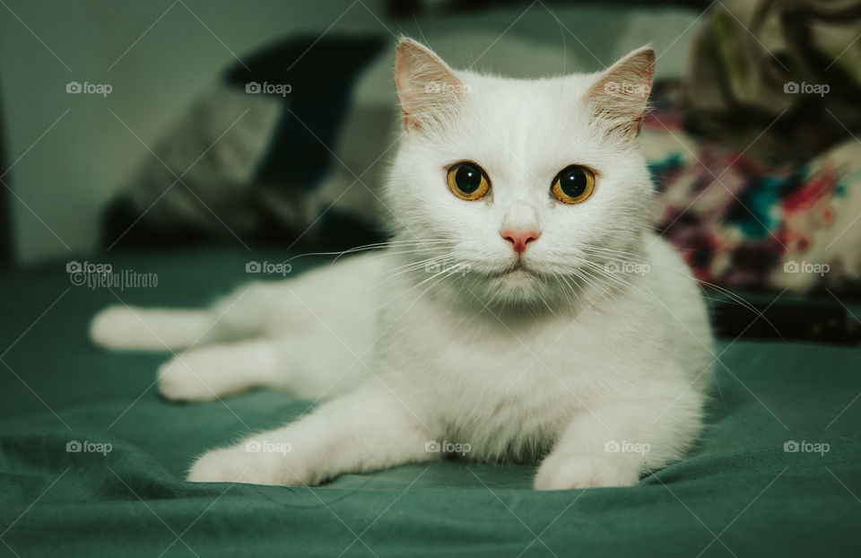 Our White Cat, Yuki. She is a Persian mix. 3 years old when photo was shot.