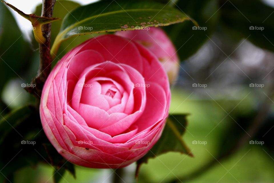 Pink Rose Flower