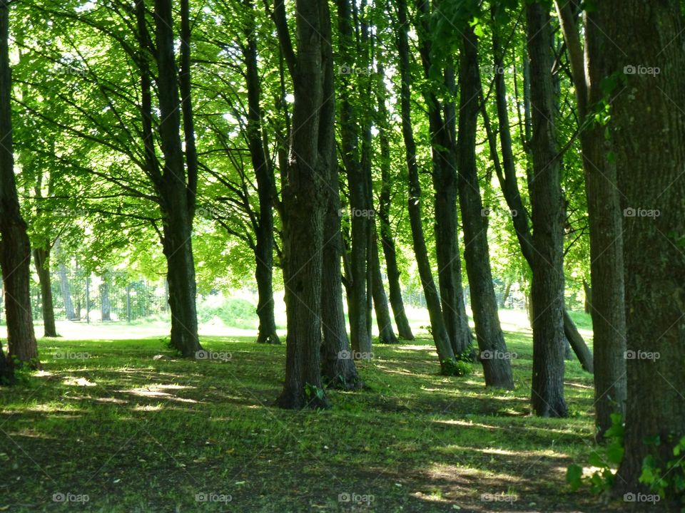 Walk in the park. Trees in park