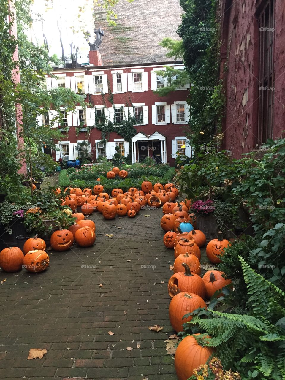 Pumpkins in the Village