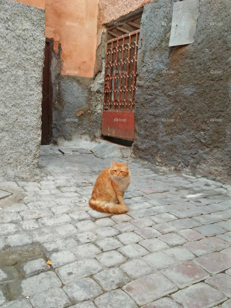 Beautiful cat looking at camera.