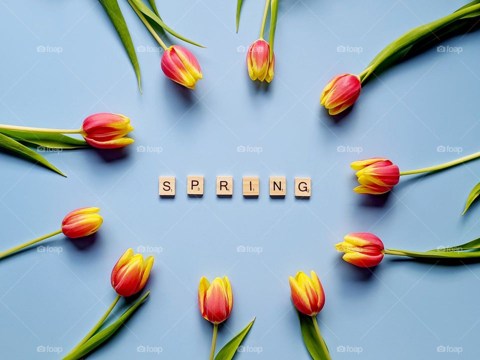 Top view of cube beads with word Spring against blue background.  Bouquet of yellow and red tulips close up. Happy holidays!