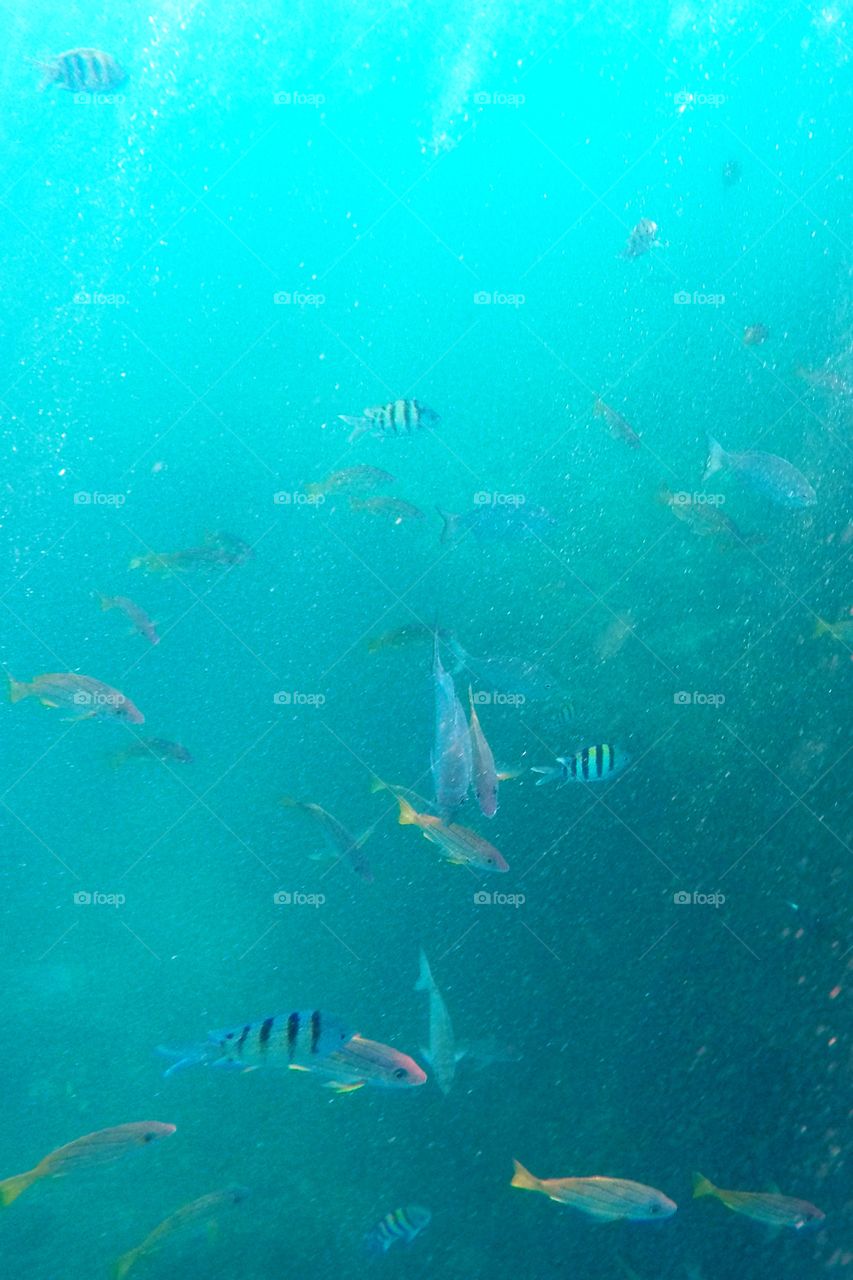 Snorkeling in Hawaii 