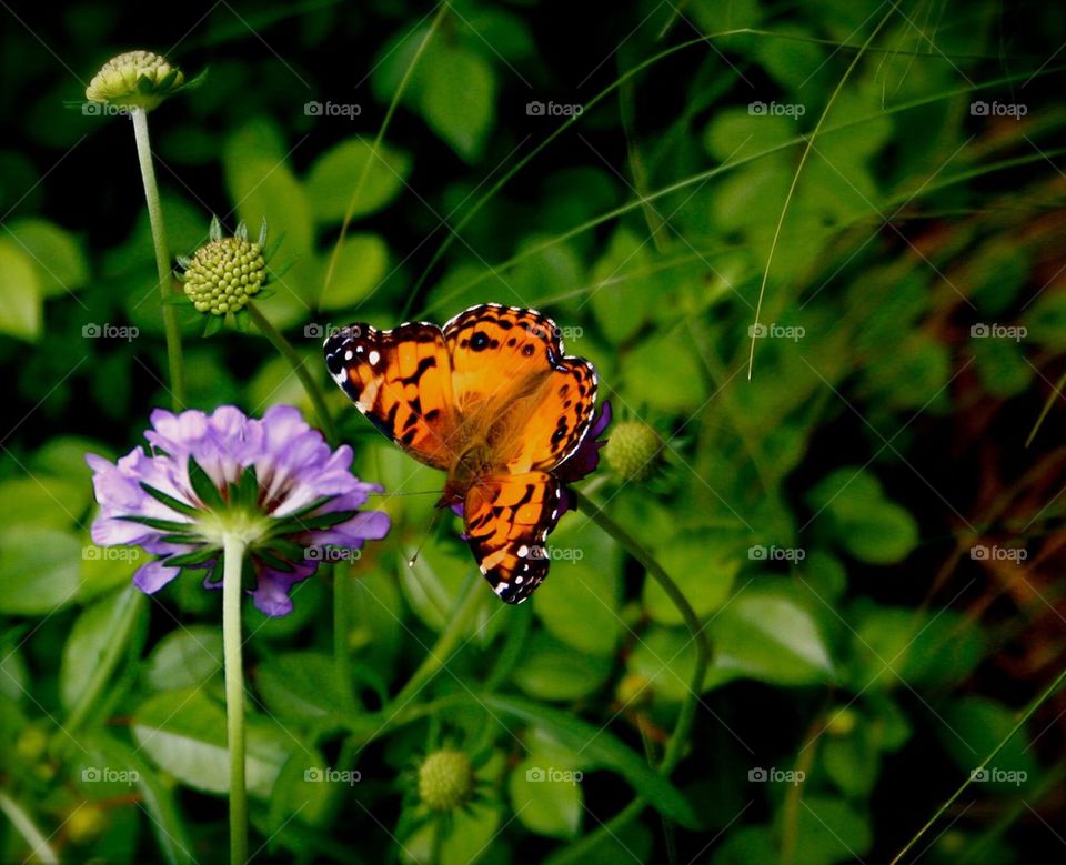 Butterfly on a Purple Flower 