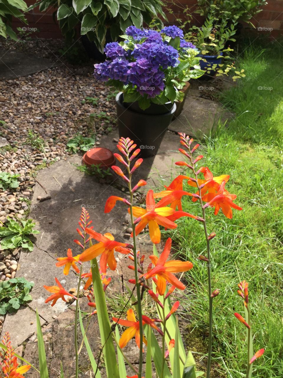 Garden. Plants