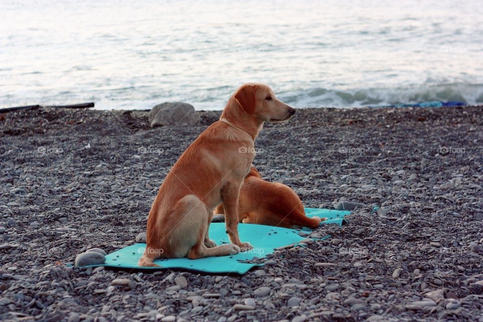 Beach, Dog, Water, Sea, Seashore