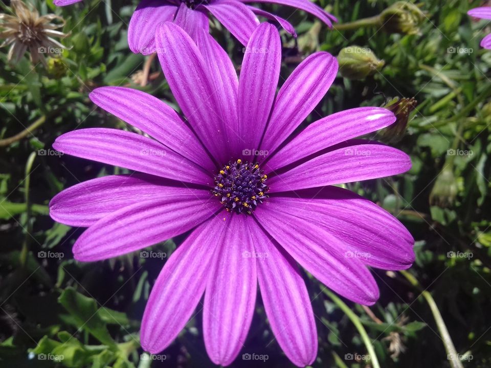 Close up of purple flower