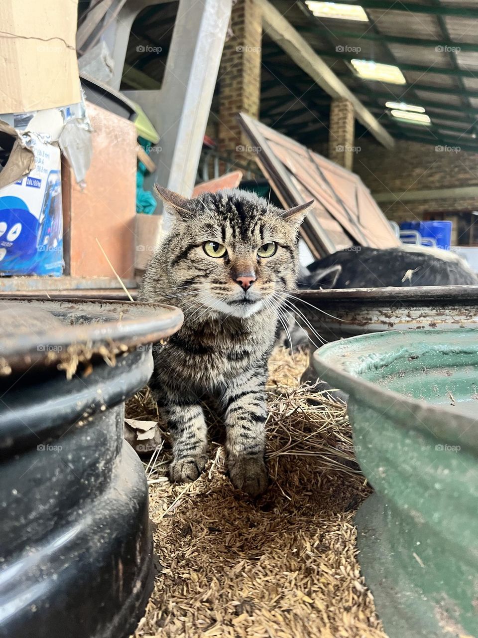 Cat in the barn 