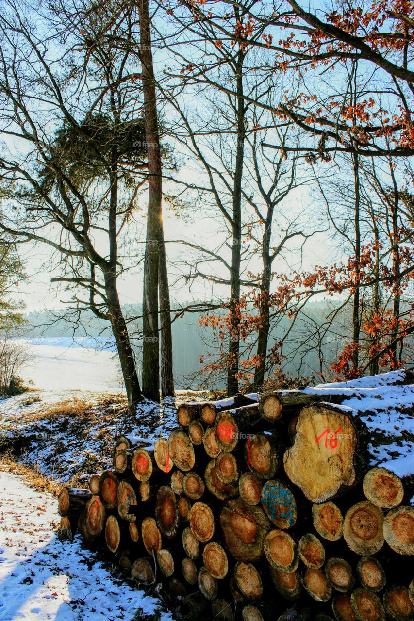 tree trunks. marked. with numbers lying at the edge of the woods